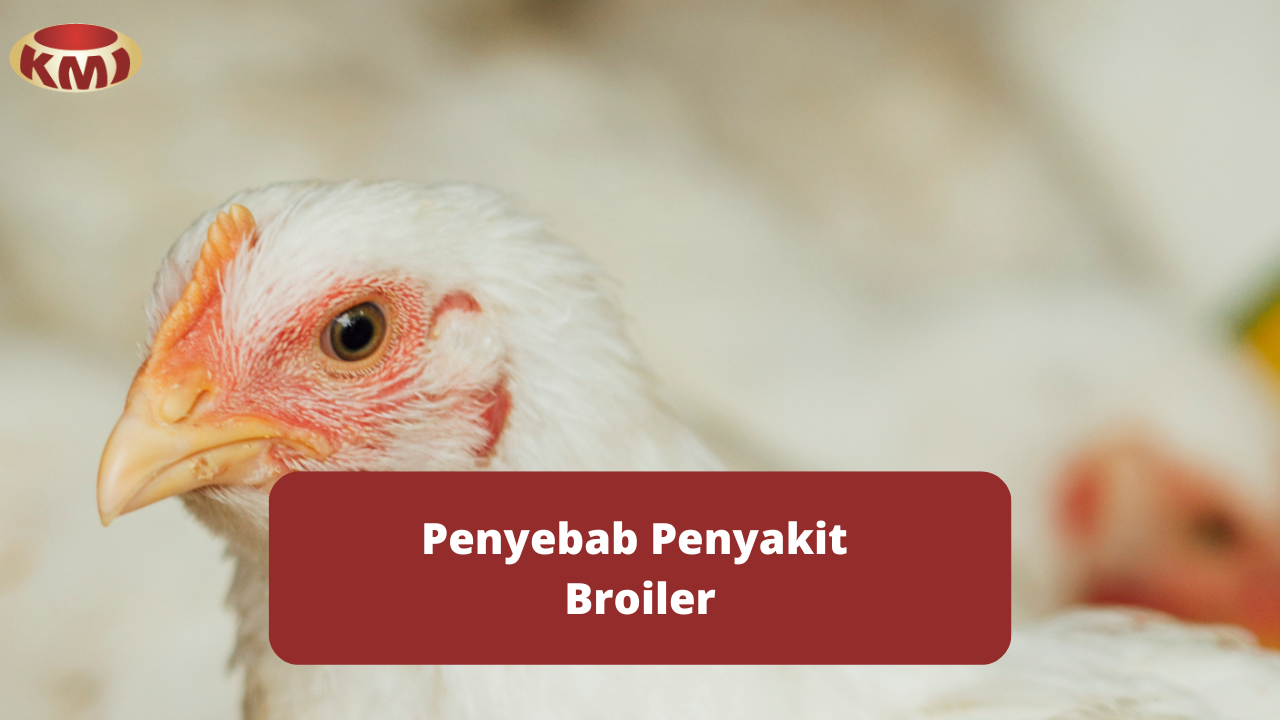 Ketahui Penyebab Terjadinya Penyakit Pada Broiler